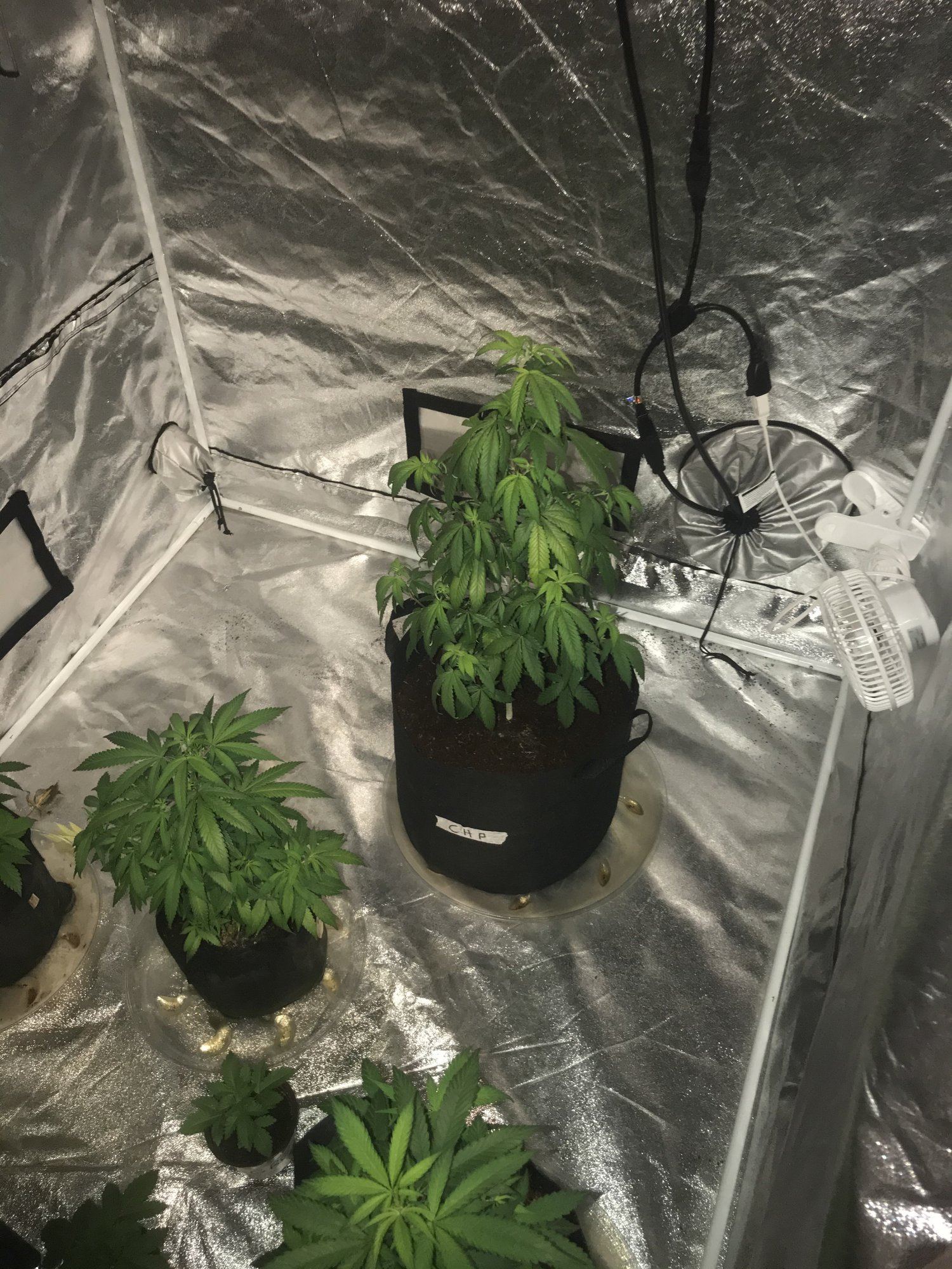 Need help moved house and my plants wont grow good 7