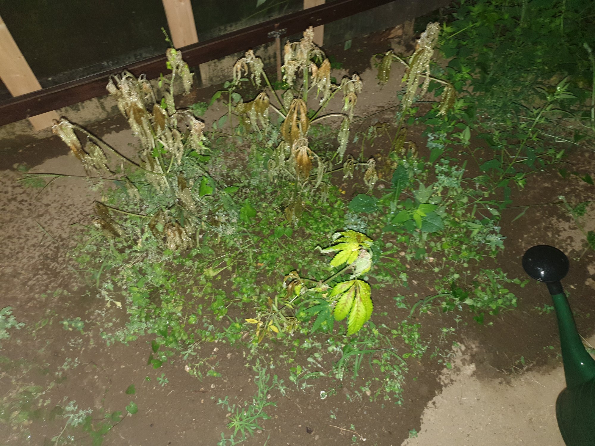 Need help my plants are dying i think