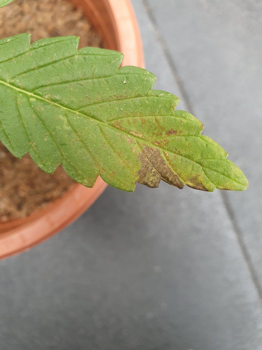 Need help naming this deficiency
