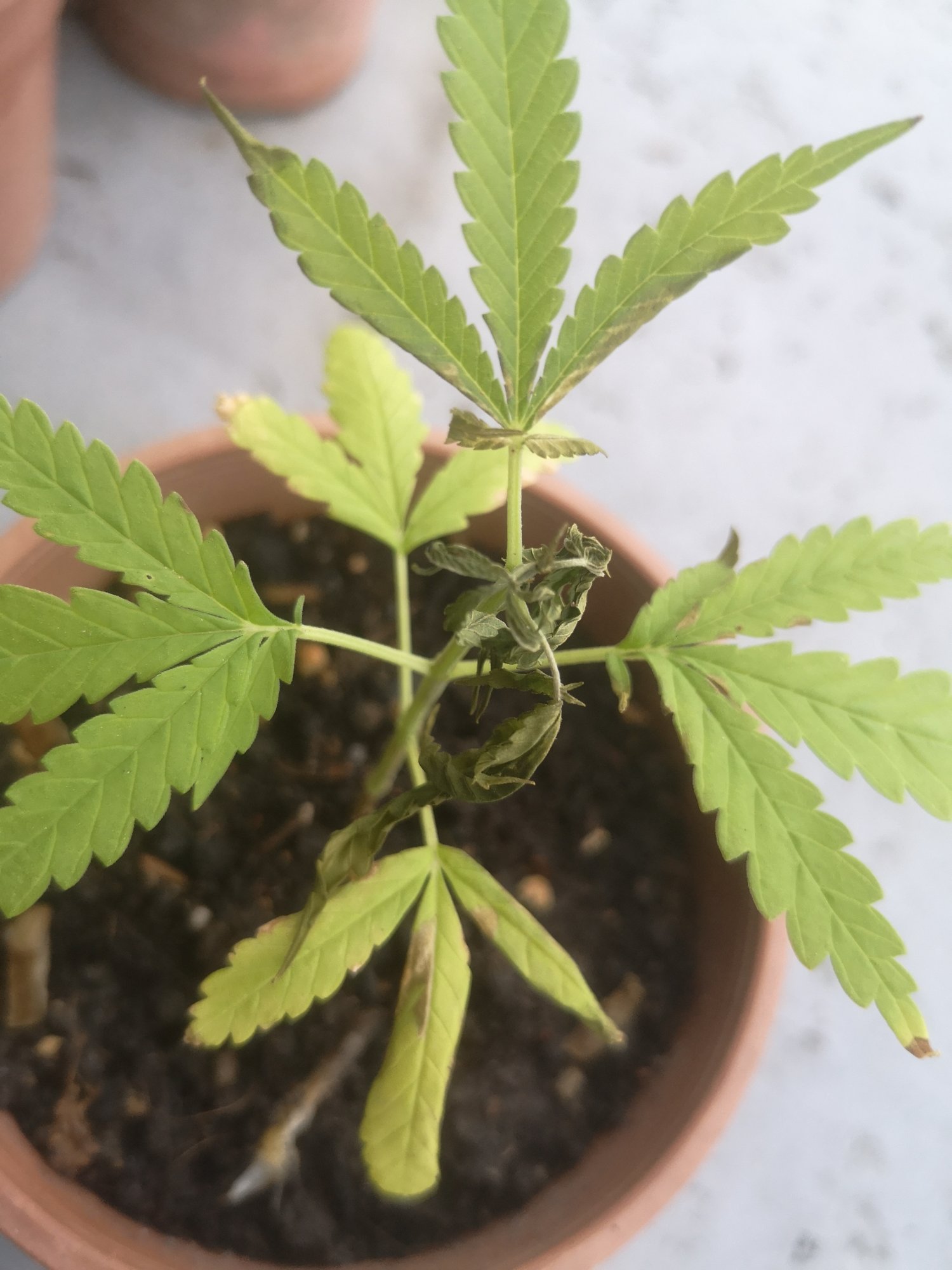 Need help on first grow due to homemade pesticide 2
