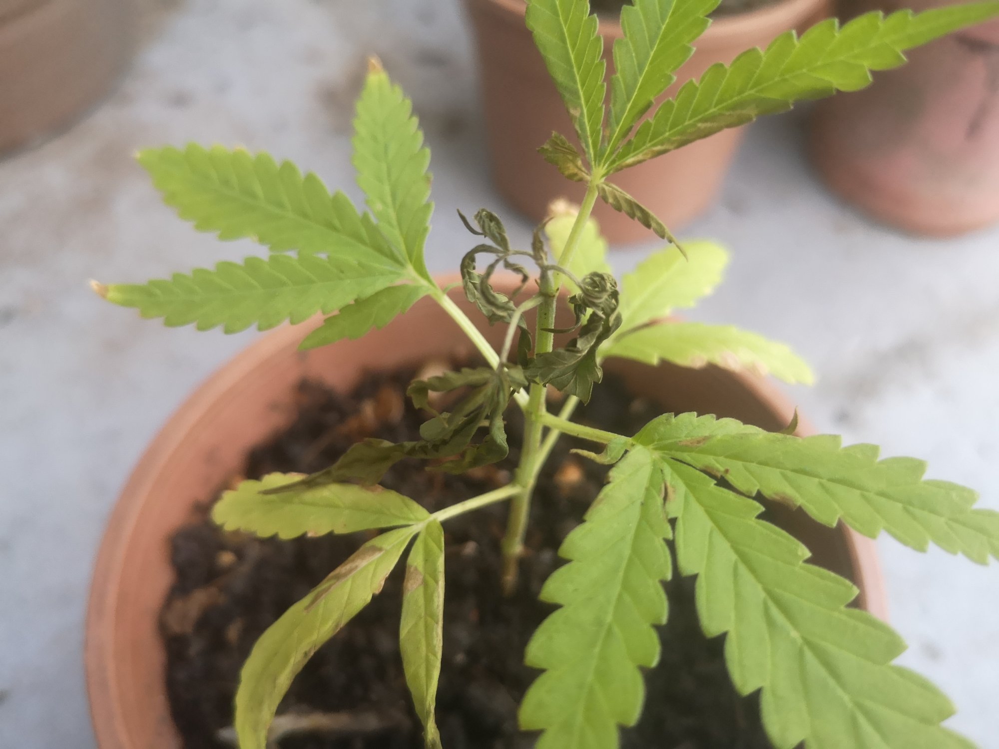 Need help on first grow due to homemade pesticide