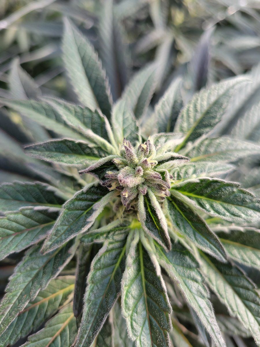Need help on how to prolong flowering stage during cold temps