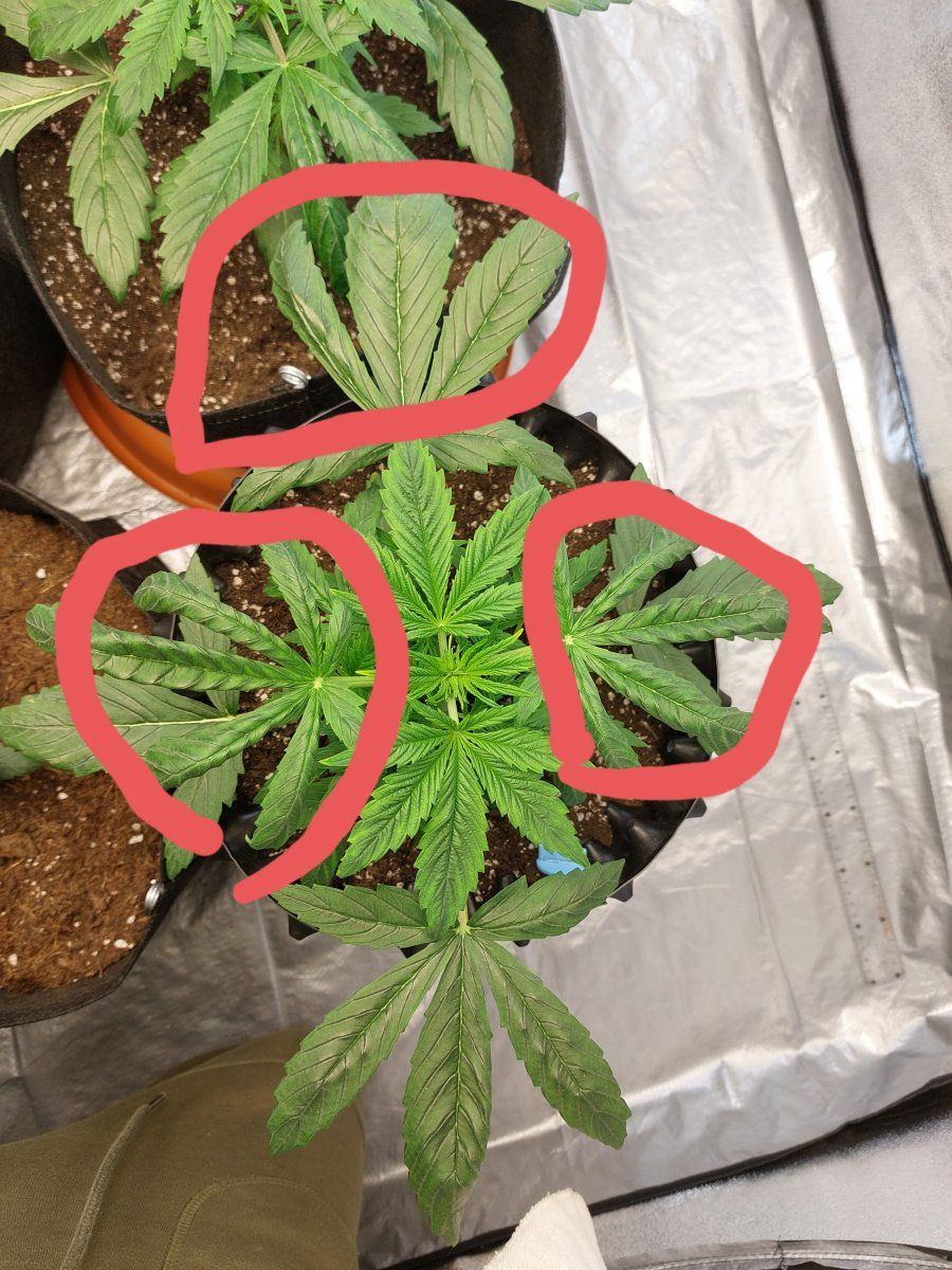 Need help on these beauties 6