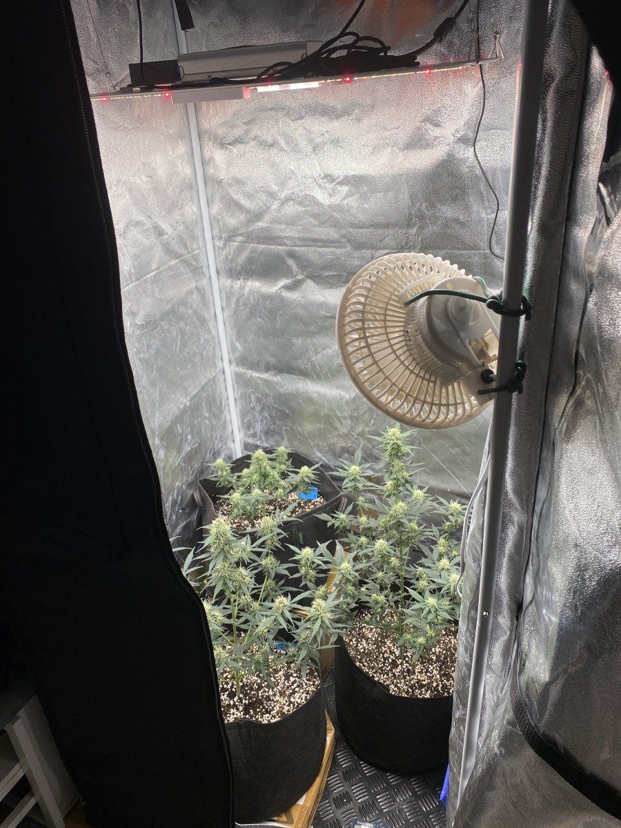 Need help or advice on my plants