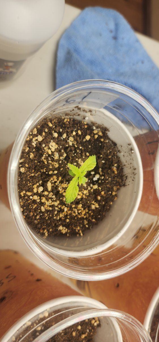 Need help plants look burnt 3