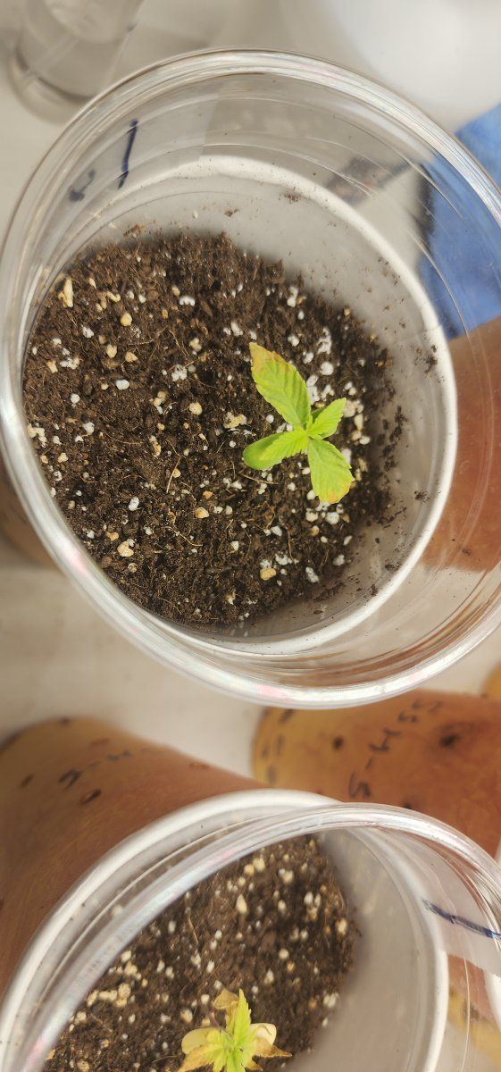 Need help plants look burnt 4