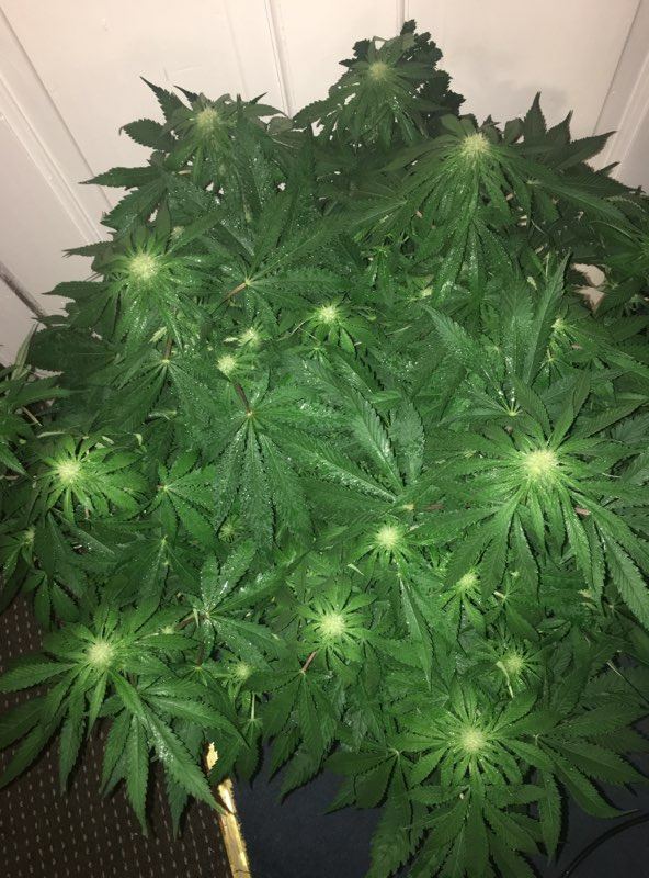 Need help please 2 out of 5 plants showing problems during flowering 4