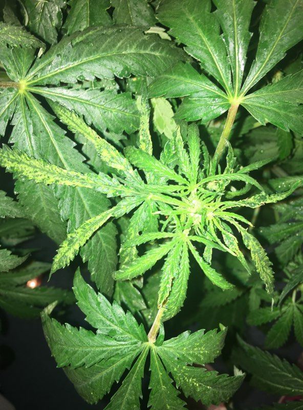 Need help please 2 out of 5 plants showing problems during flowering