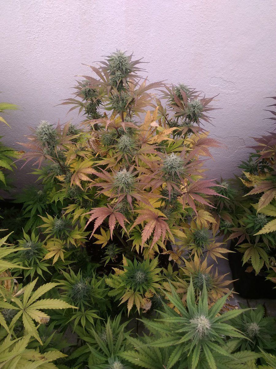 Need help please my plants turning yellow 3