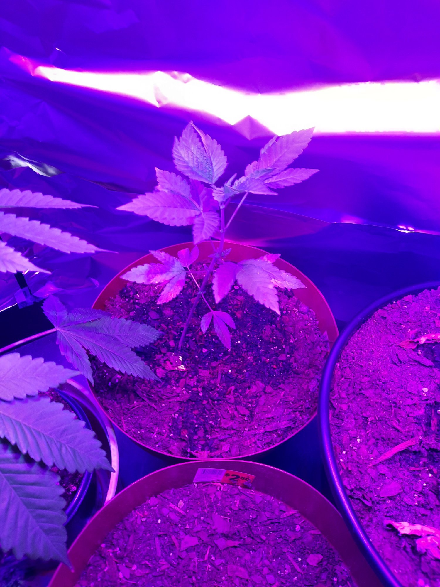 Need help please new to growing 2