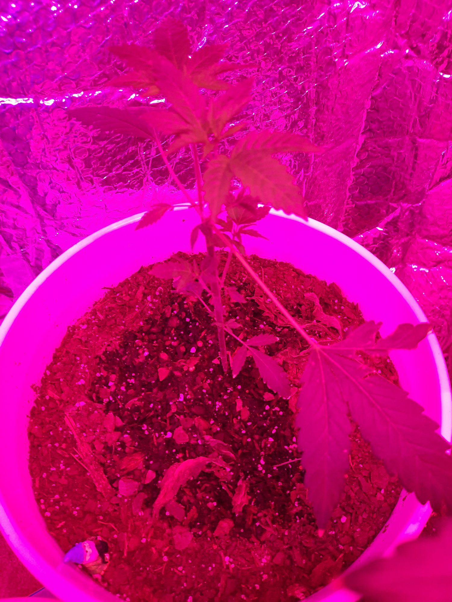 Need help please new to growing 4