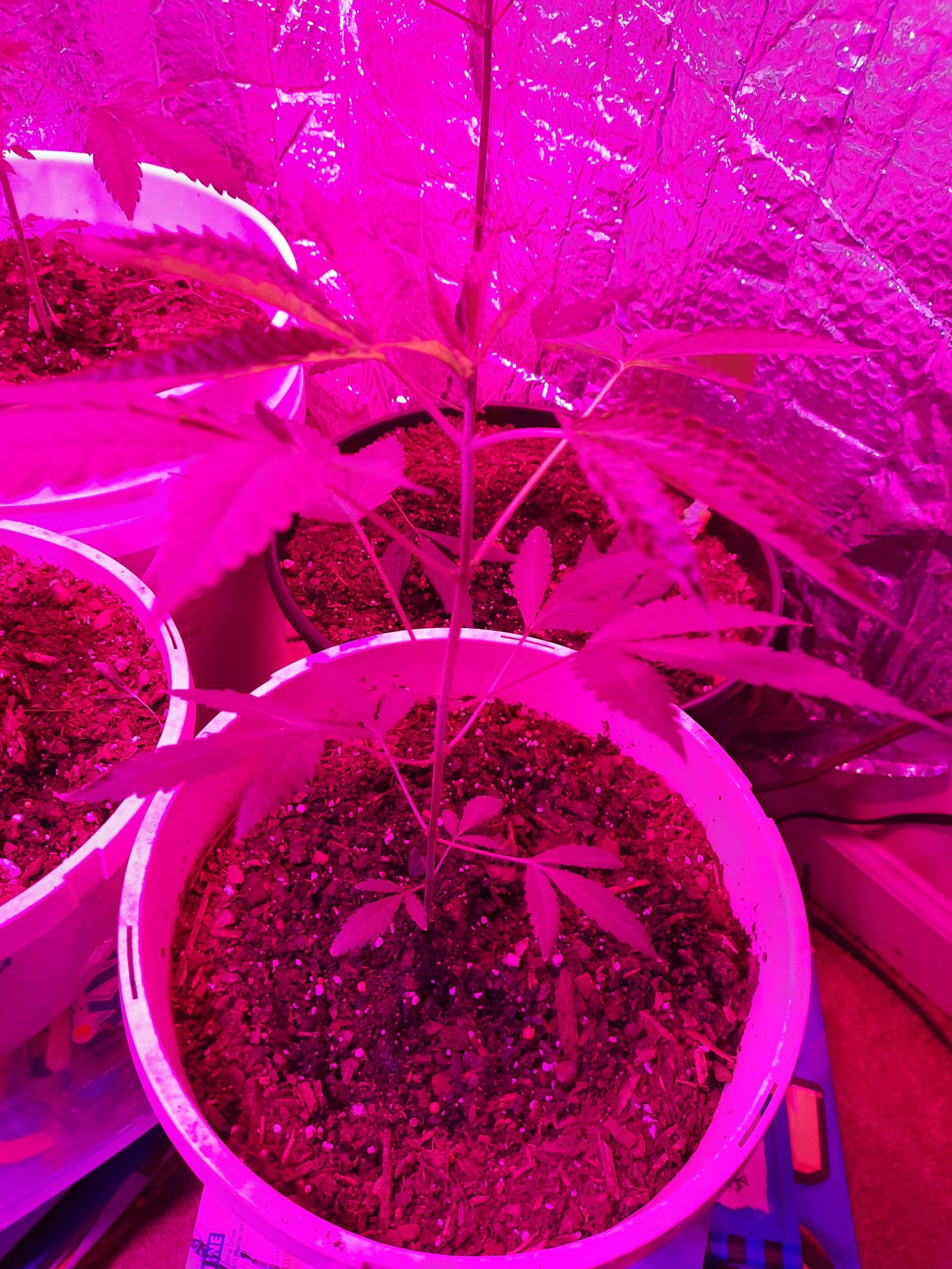 Need help please new to growing 7