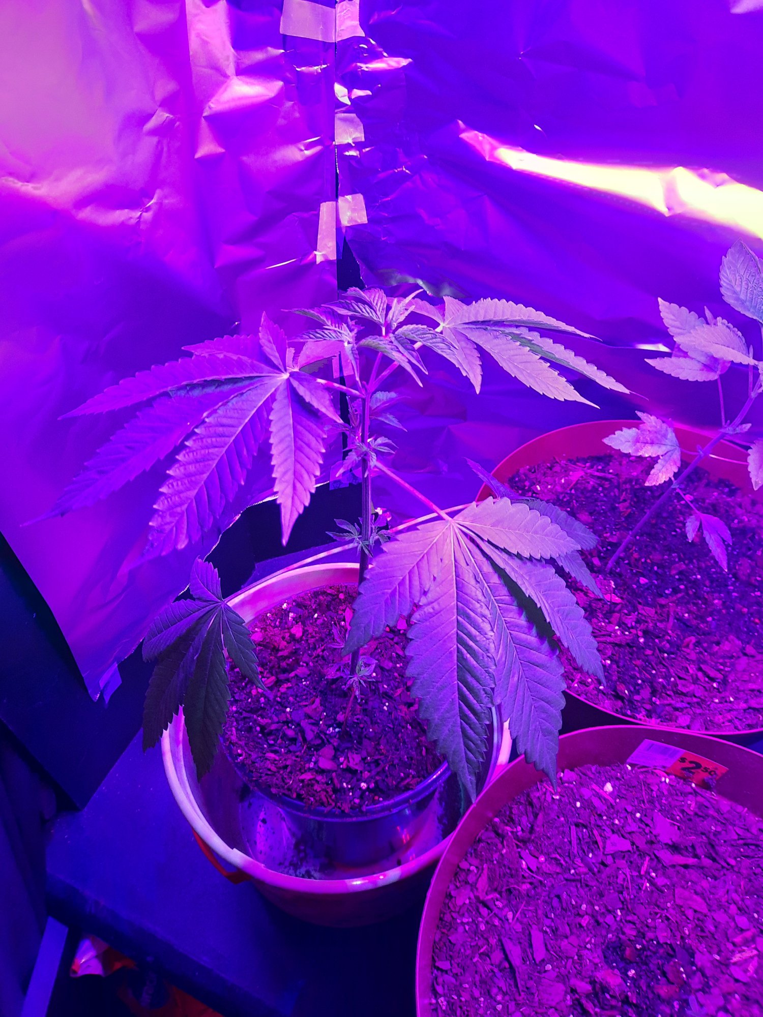 Need help please new to growing