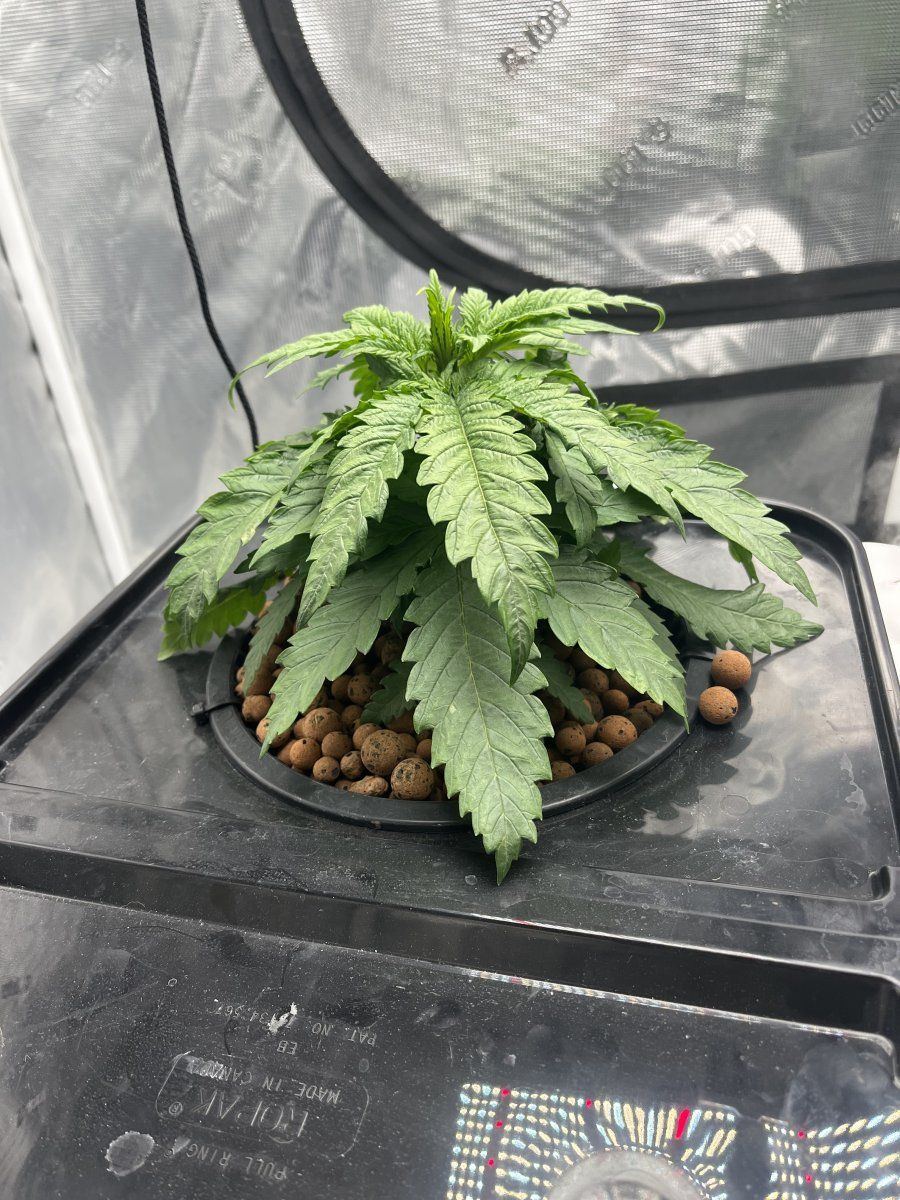 Need help  possible root rot 2