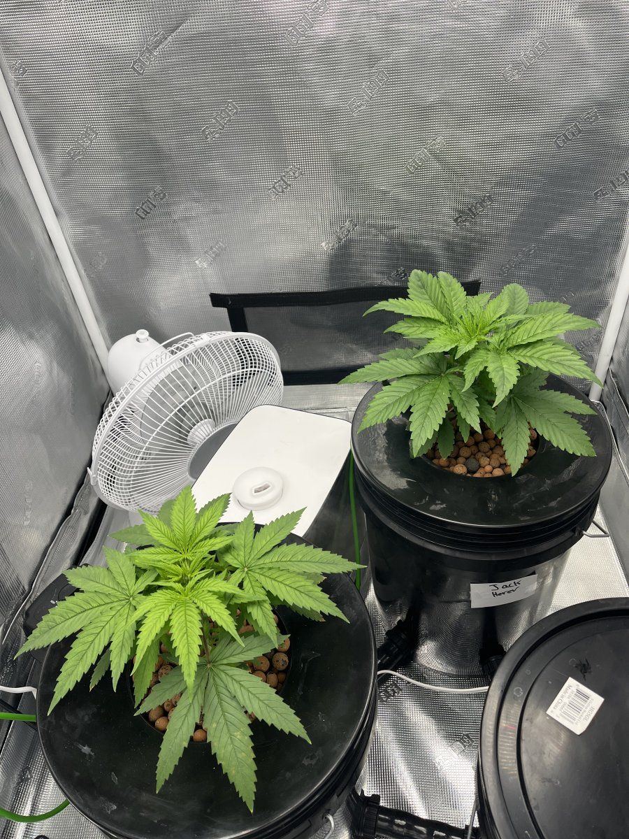Need help  possible root rot 3