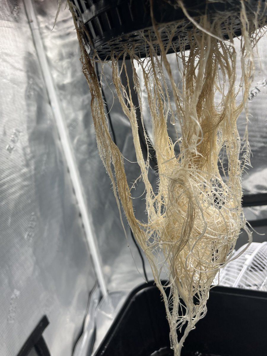 Need help  possible root rot 4