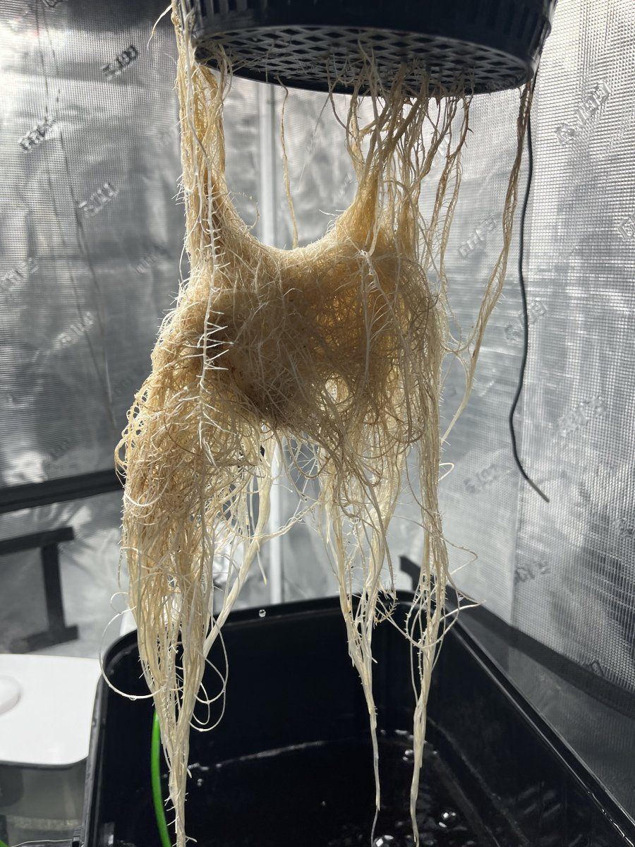 Need help  possible root rot 5