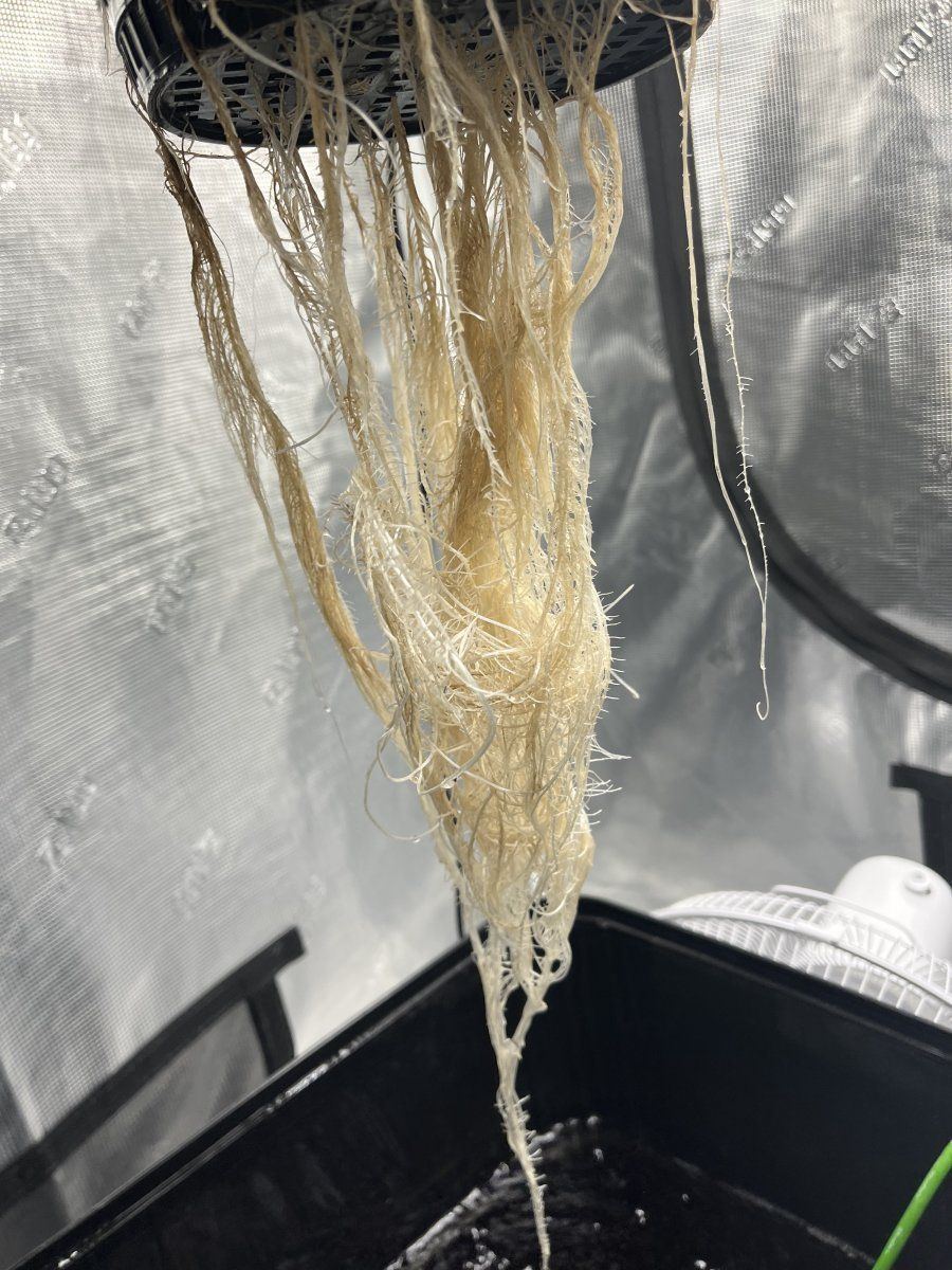 Need help  possible root rot 6