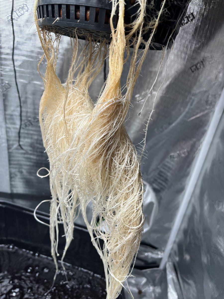 Need help  possible root rot 7