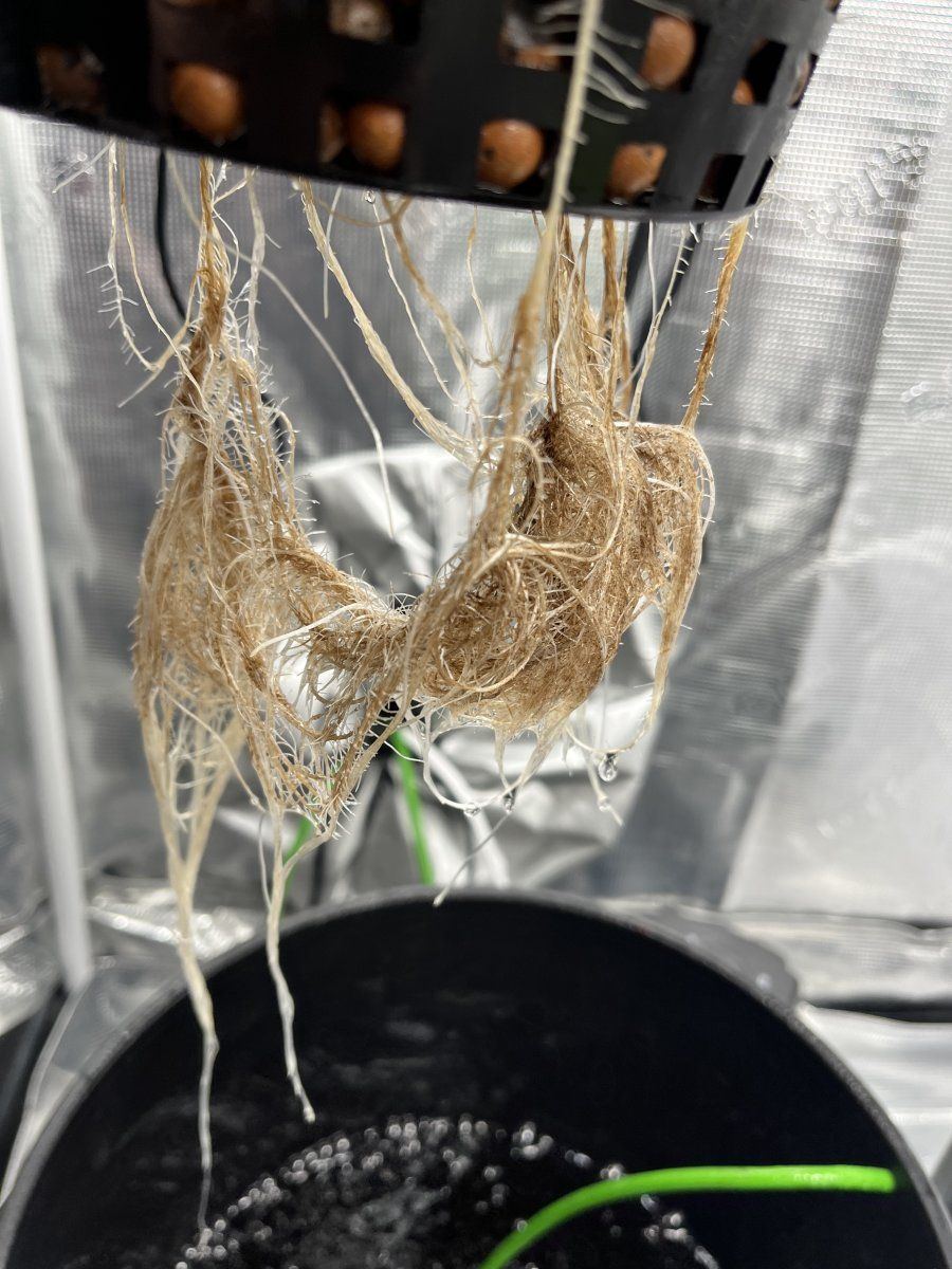 Need help  possible root rot 8