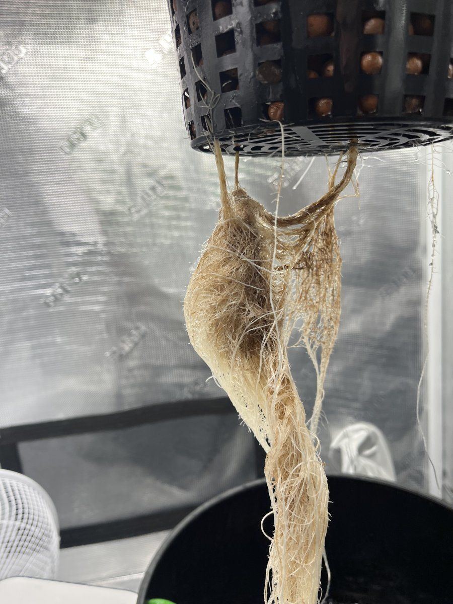 Need help  possible root rot 9