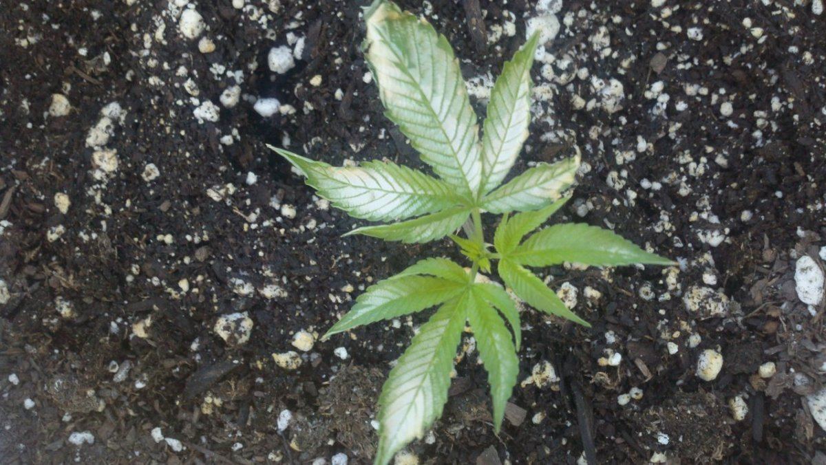 Need help seedling has white shit on its leaves
