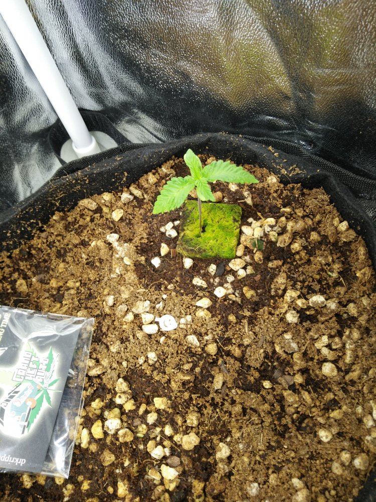 Need help seedlings in coco and canna nutes 2