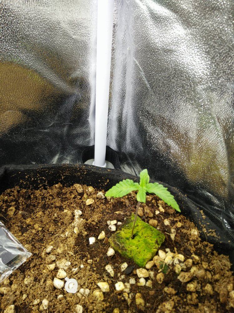 Need help seedlings in coco and canna nutes