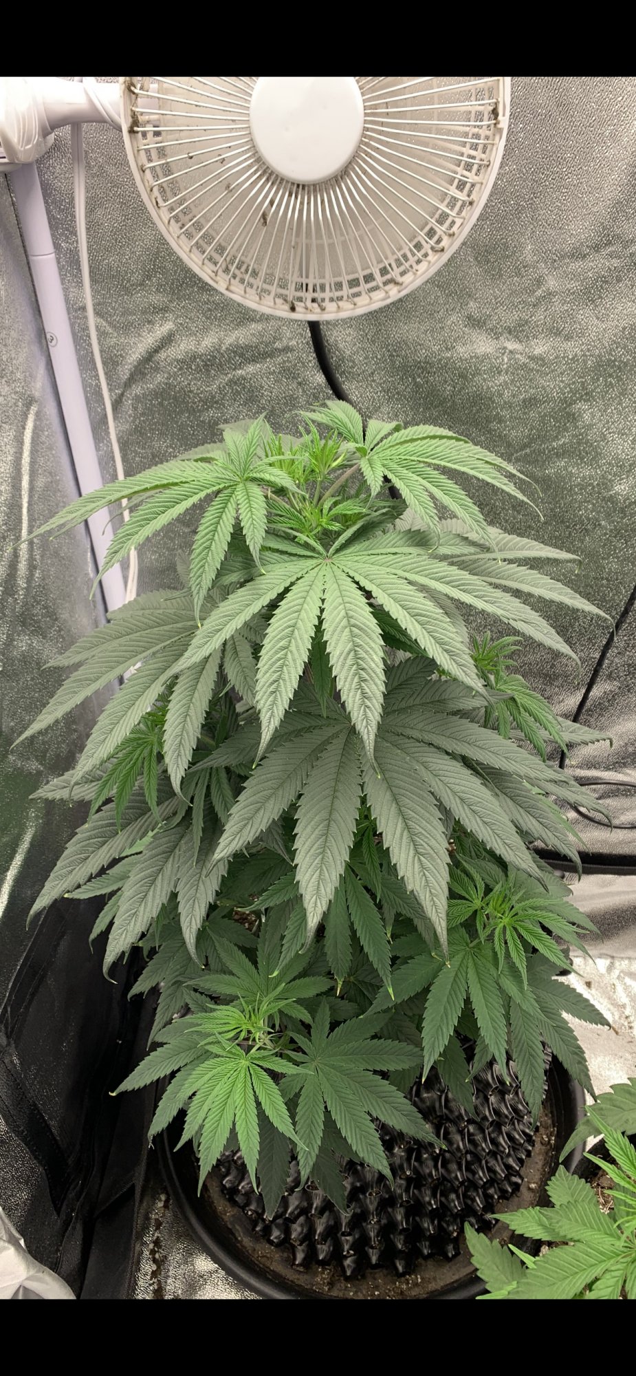 Need help sexing my first grow   think its a herm 4