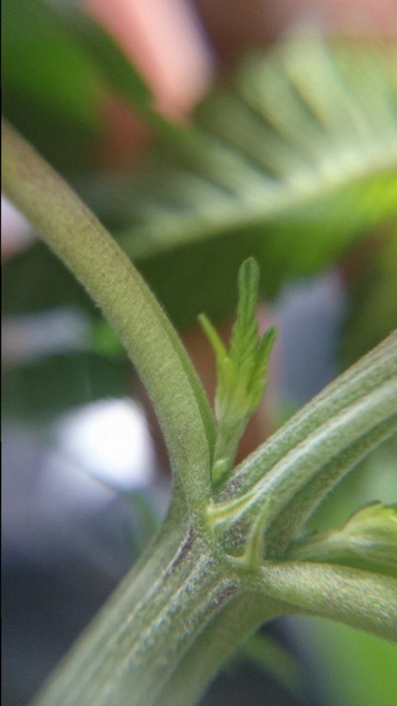 Need help sexing my plants 3
