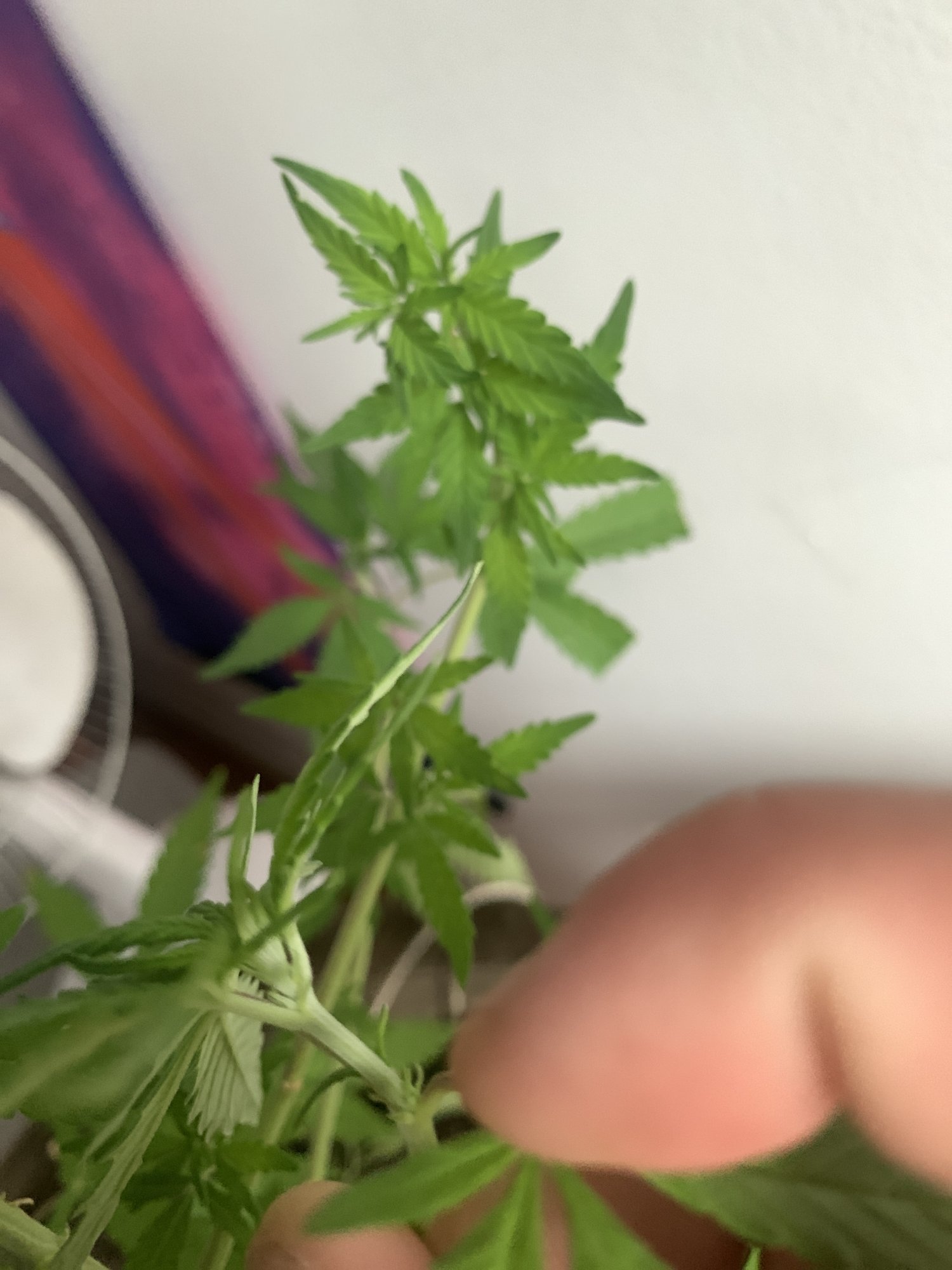 Need help sexing shy plant 2