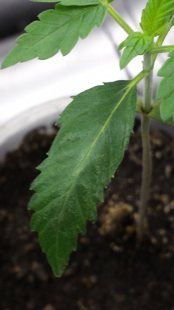 Need help stains holes limp leafs 5