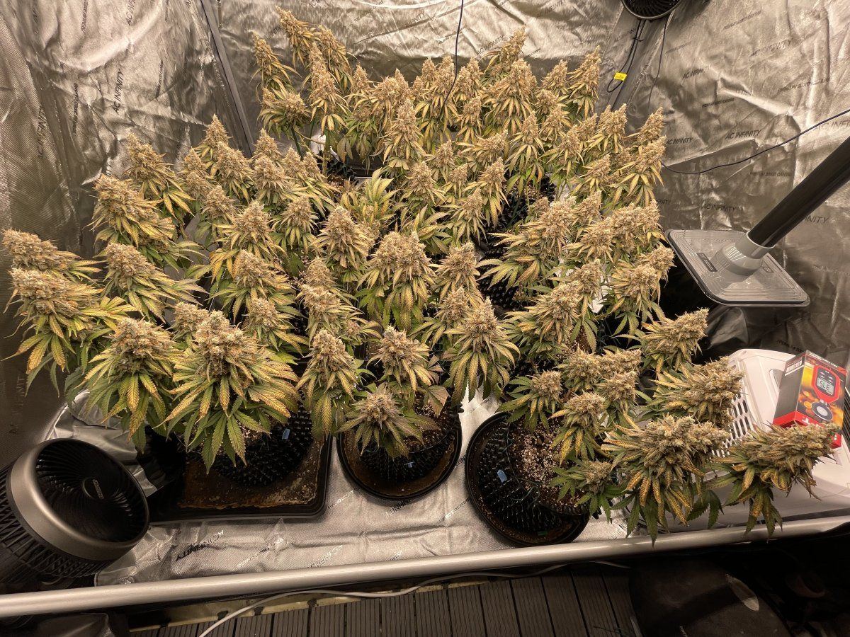 Need help thrichome check harvest now