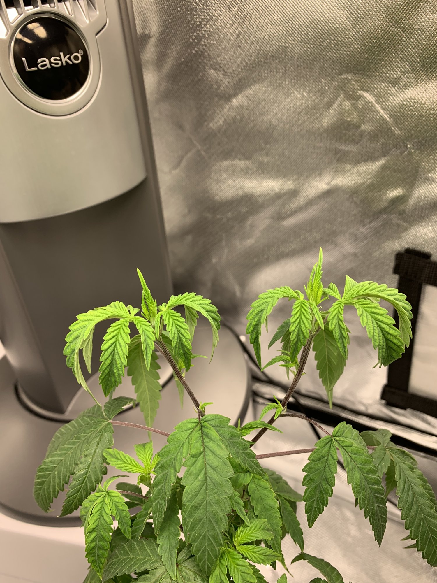 Need help to diagnose my plant 2