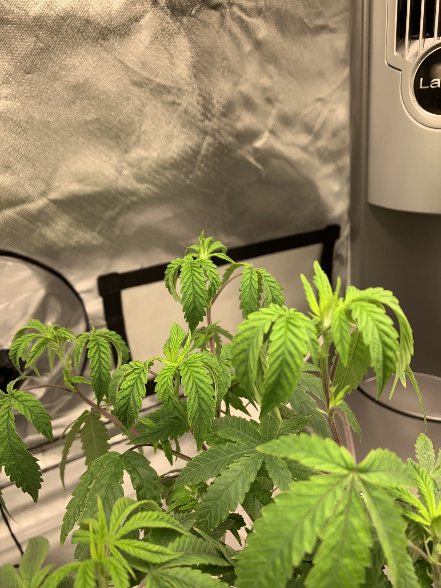 Need help to diagnose my plant 3