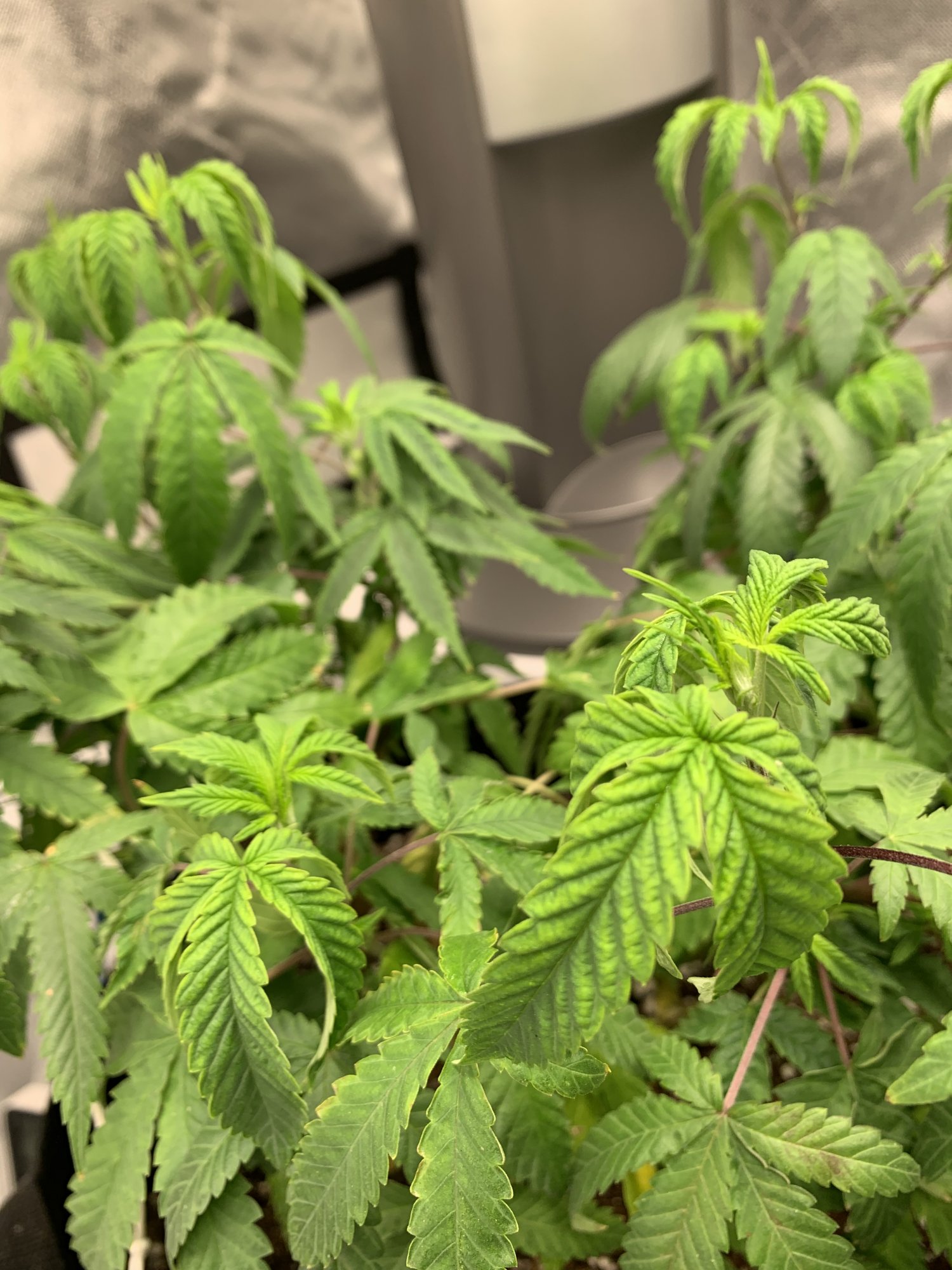 Need help to diagnose my plant