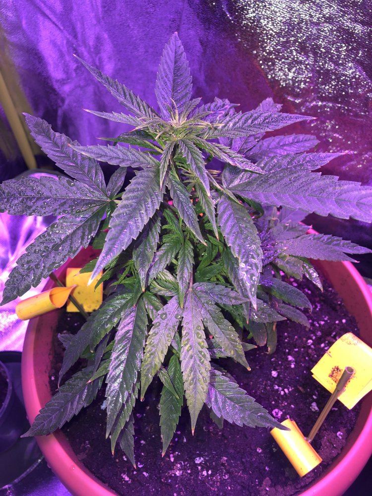Need help to identify if its sativa or indica 3