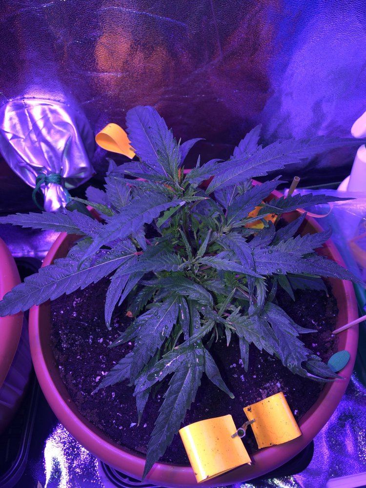 Need help to identify if its sativa or indica 4