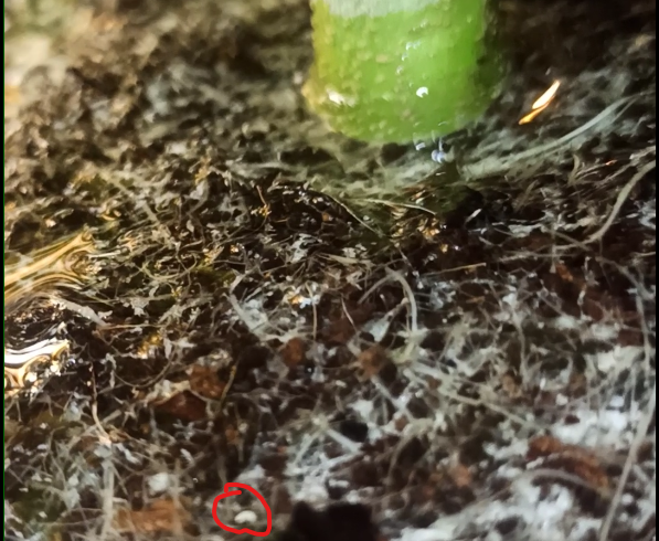 Need help to indetify a pest in mi coco coir 2