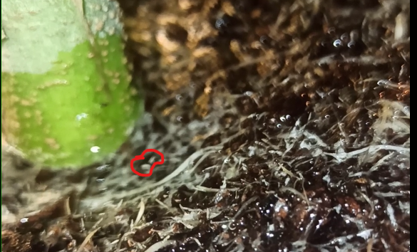 Need help to indetify a pest in mi coco coir 3