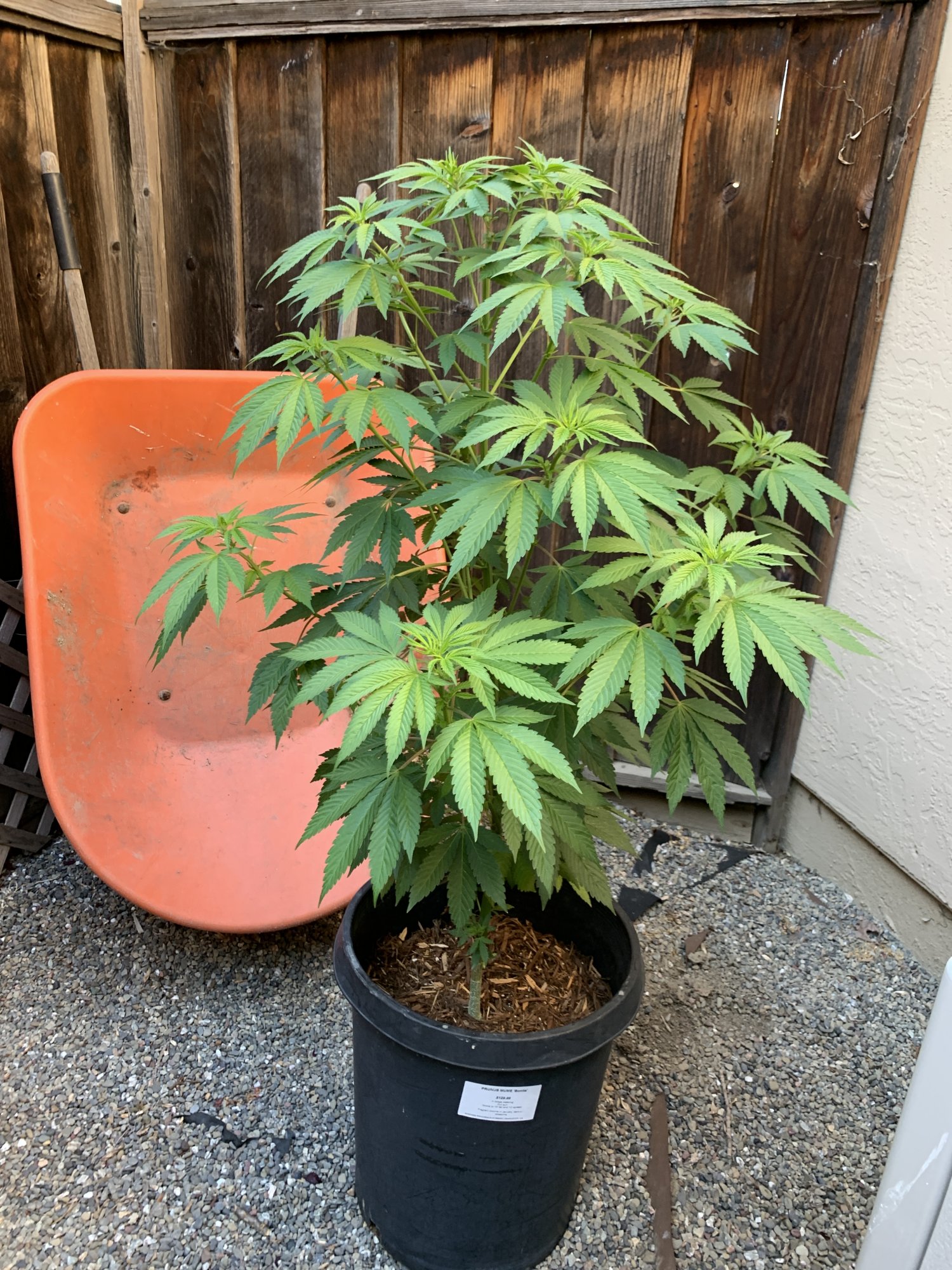 Need help trouble shooting a bug or fungus 3
