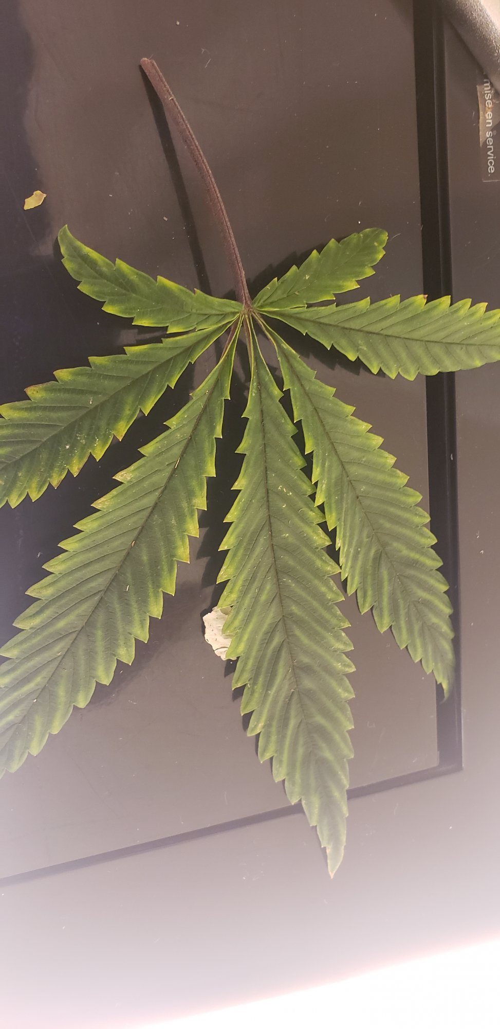Need help trying to determine what this nute deficiencies  are 2