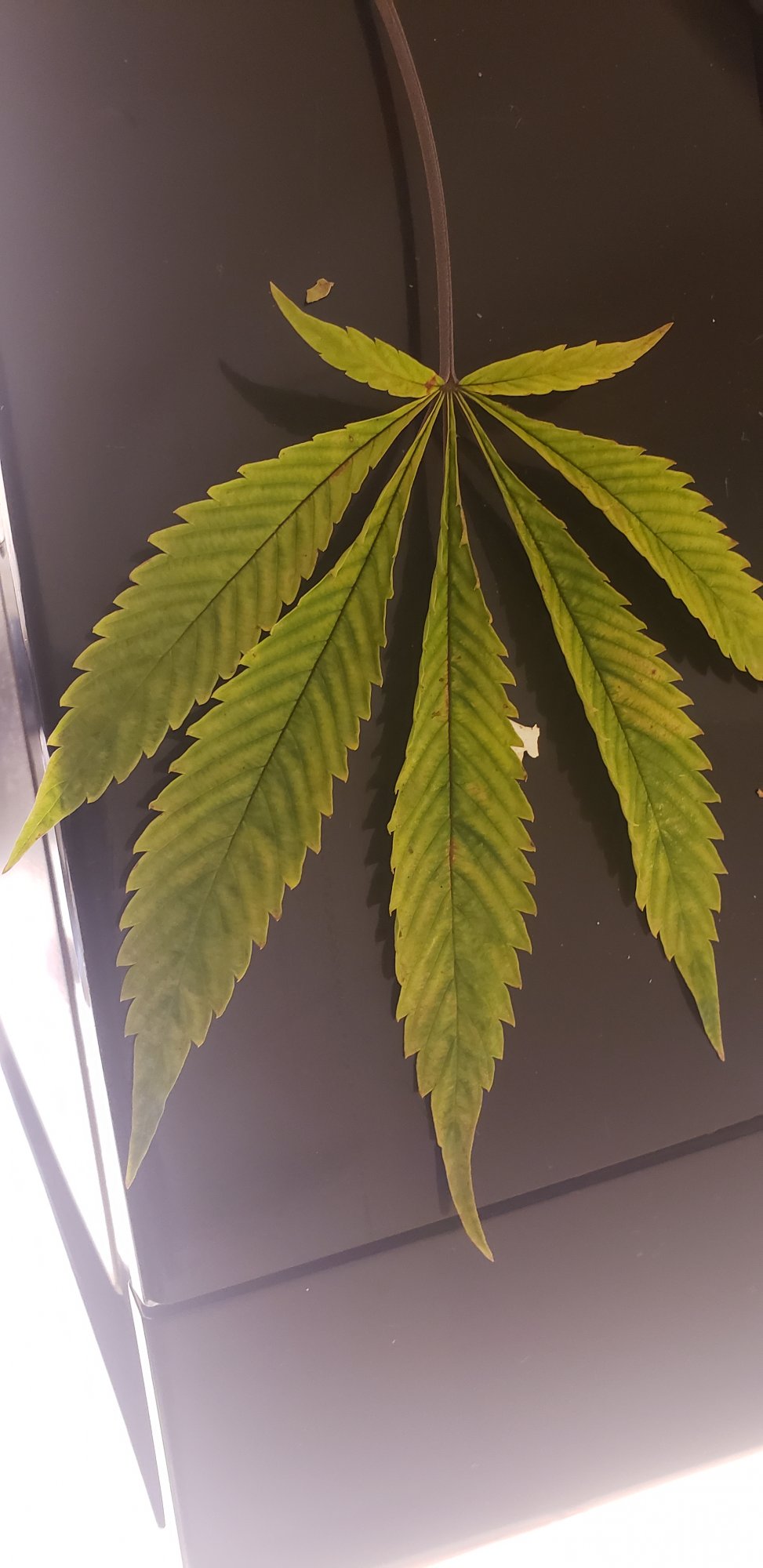 Need help trying to determine what this nute deficiencies  are 3