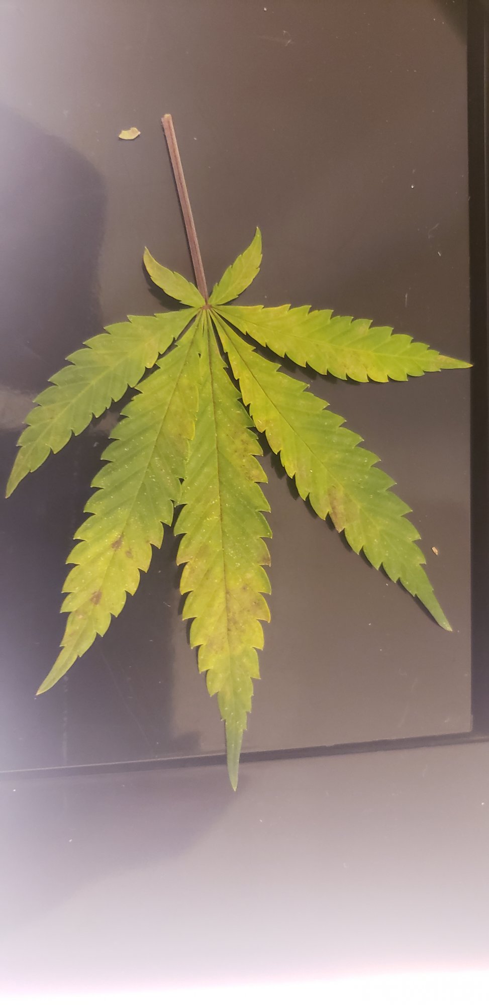 Need help trying to determine what this nute deficiencies  are