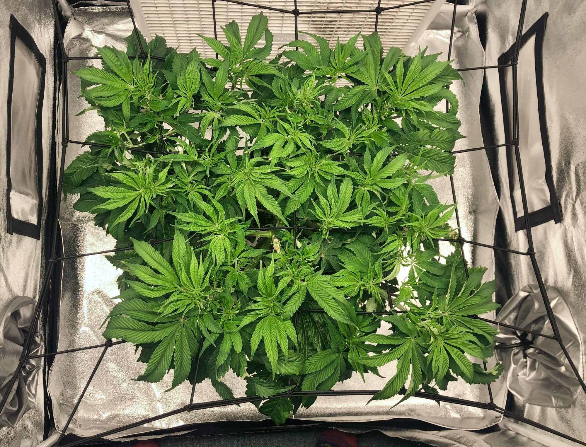 Need help understanding my nutrient delivery problems 4