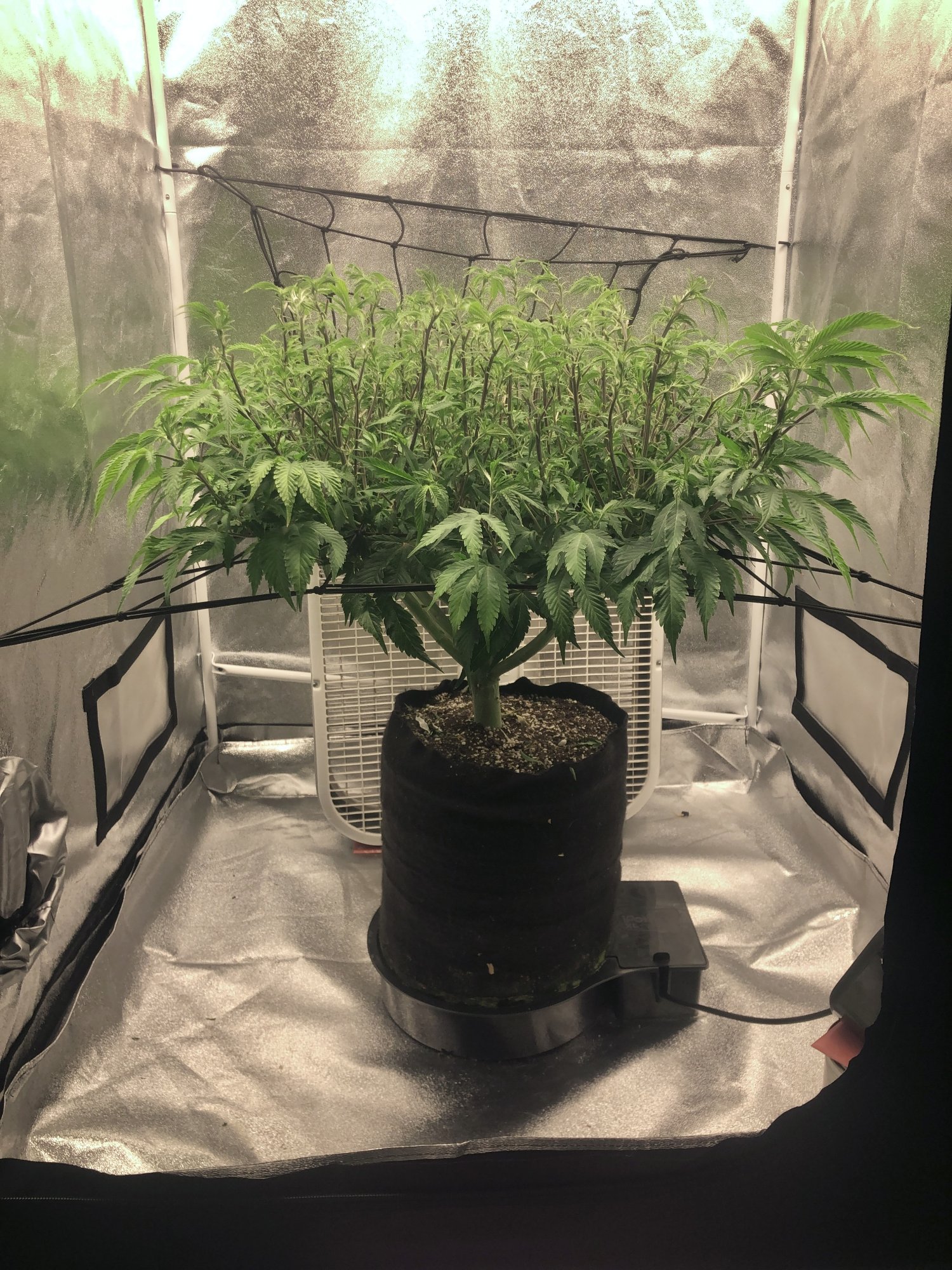Need help understanding my nutrient delivery problems 9