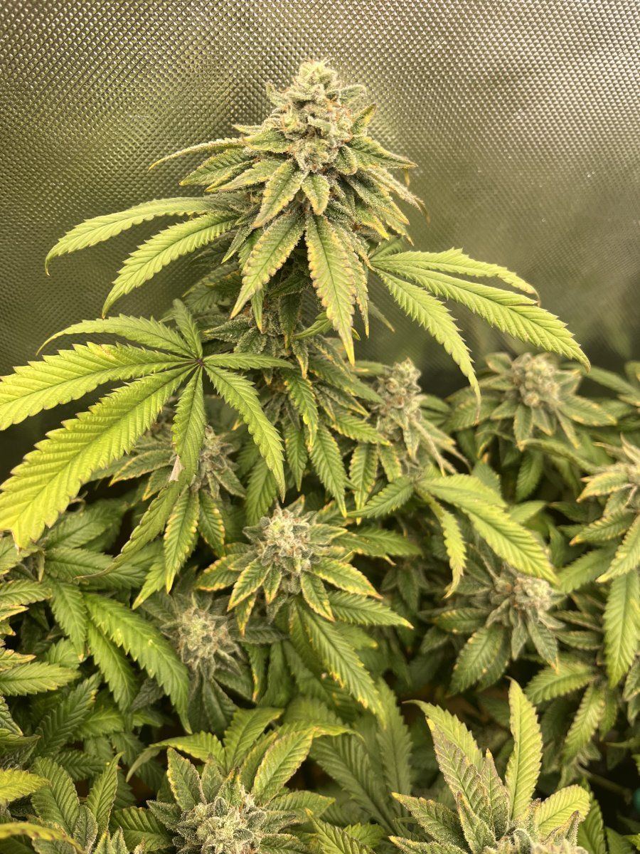 Need help with a late flower problem 3