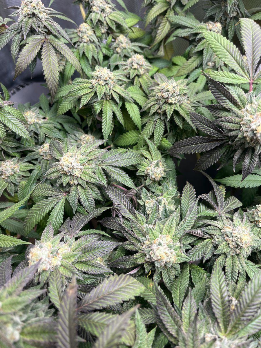 Need help with a late flower problem 4