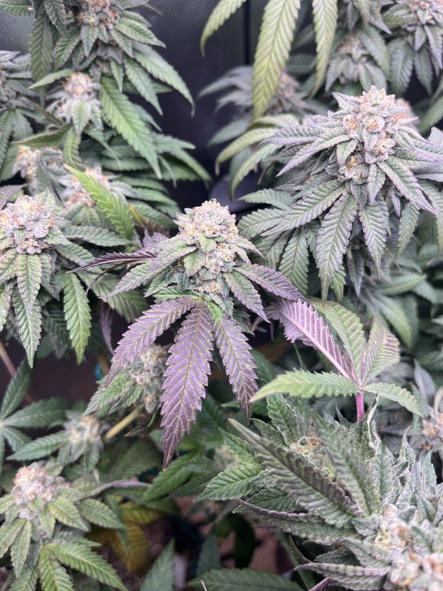 Need help with a late flower problem 5