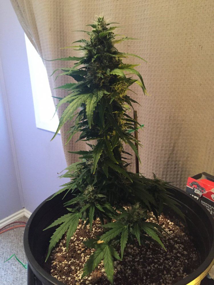 Need help with autos 2